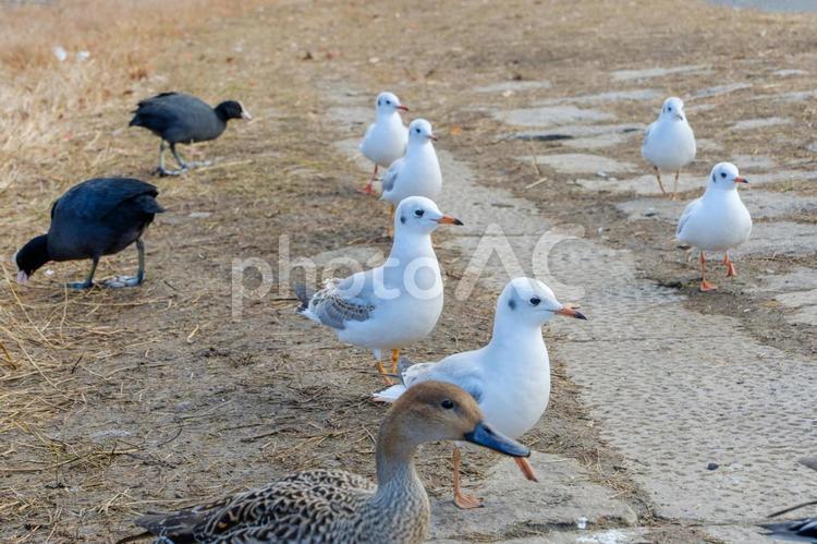 岸辺を歩くユリカモメとオオバン ユリカモメ,オオバン,マガモの写真素材