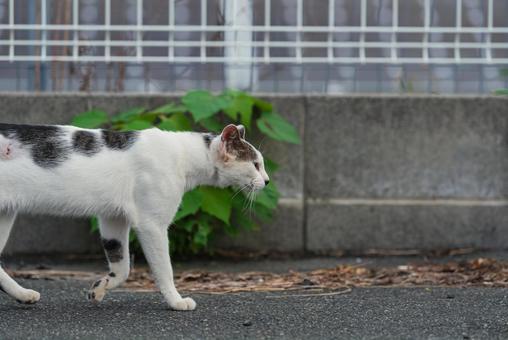 一点を見つめて歩く牛柄猫 一点を見つめて歩く牛柄猫の写真
