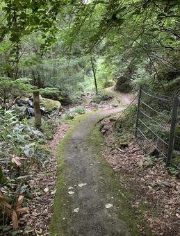 滝に続く山の小道の写真