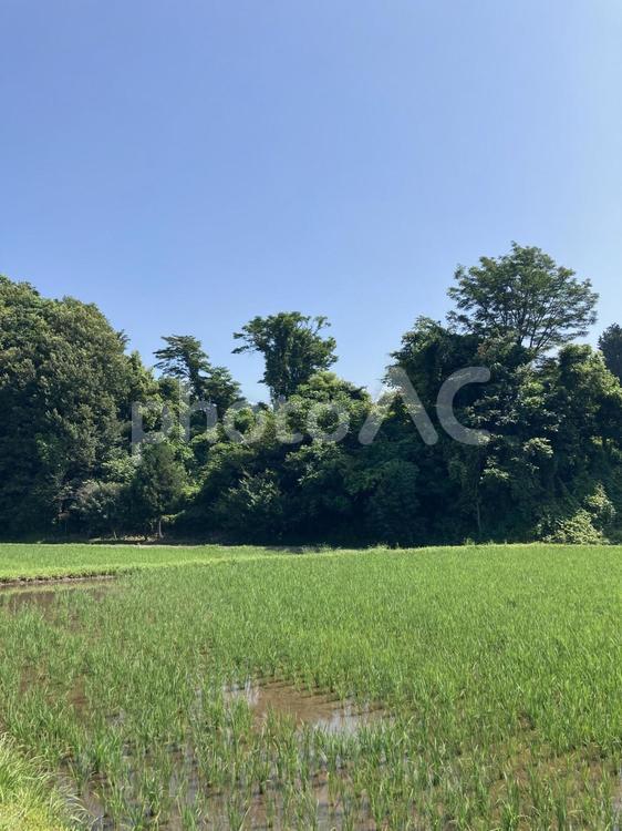 7月の信州の田んぼ風景 水田,稲,田んぼの写真素材