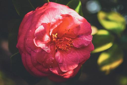 光の当たる椿 椿,花,季節の写真素材