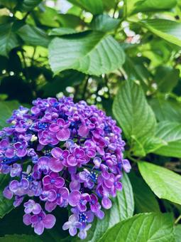 紫の紫陽花 あじさい,アジサイ,かわいいの写真素材