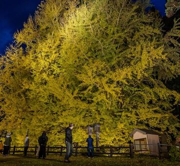 北金ヶ沢の大イチョウ 北金ヶ沢の大イチョウ,ビックイエロー,銀杏の写真素材