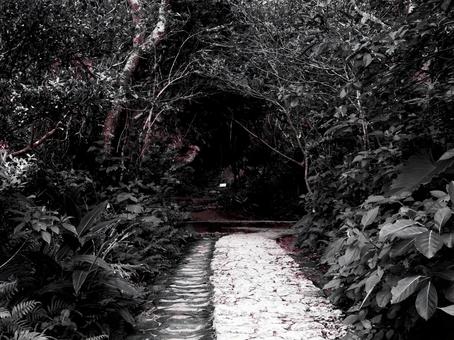 暗い道02 暗い道02の写真