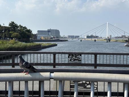 鳩のひと休み 鳩のひと休み 景色,昼,綺麗の写真素材