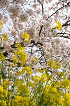 桜と菜の花の春景色 桜,菜の花,花の写真素材