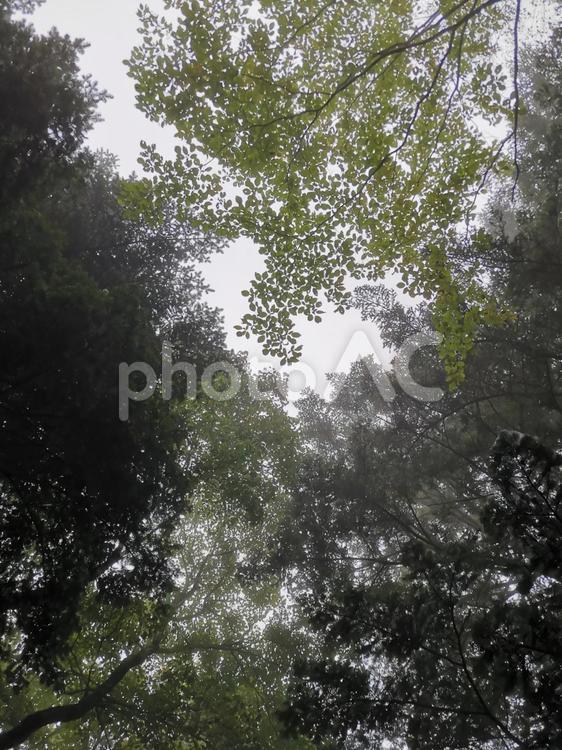 霞がかかった木々 木,景色,山の写真素材