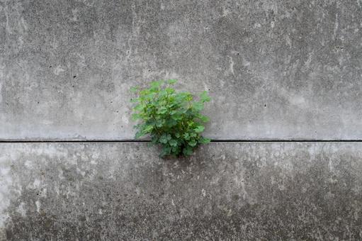 壁から伸びる生命 壁から伸びる生命 壁,コンクリート,植物の写真素材
