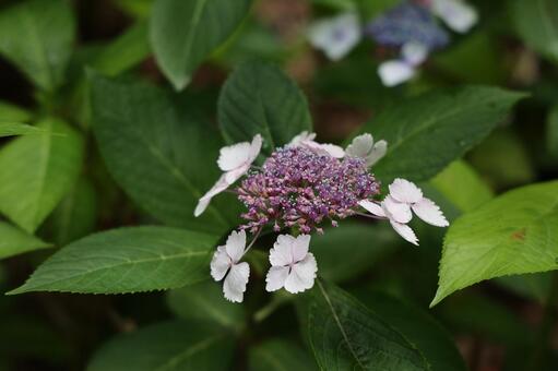 紫と白のガクアジサイ アジサイ,花,自然の写真素材