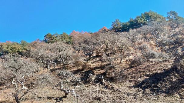 しだれ栗自生地 シダレクリ,自生地,名所の写真素材