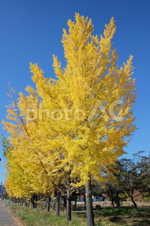 青空に映えるイチョウの黄葉 秋,紅葉,空の写真素材