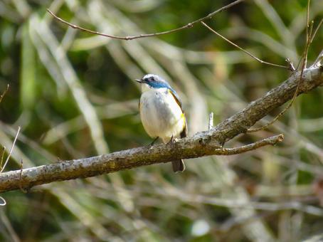 枝に留まるルリビタキのオス 枝に留まるルリビタキのオス ルリビタキ,瑠璃鶲,野鳥の写真素材