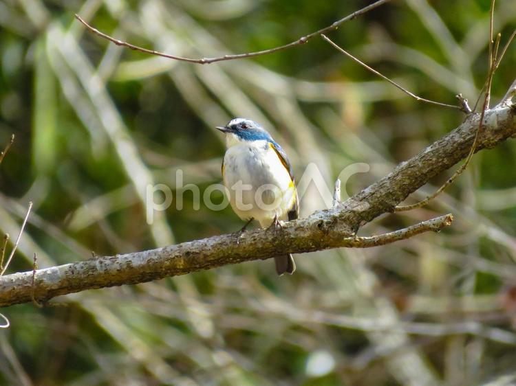 枝に留まるルリビタキのオス ルリビタキ,瑠璃鶲,野鳥の写真素材