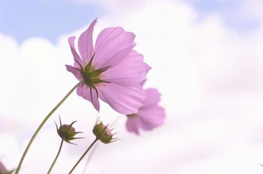 秋桜 秋桜の写真