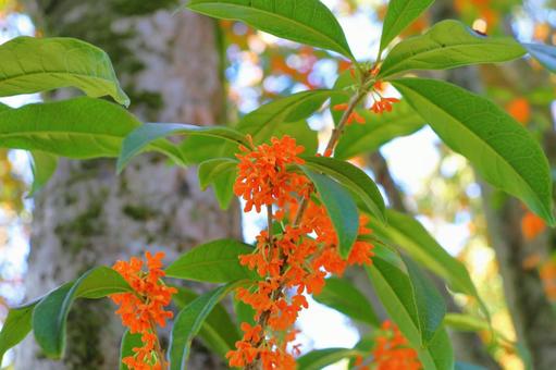 キンモクセイ　花 キンモクセイ,金木犀,木の写真素材