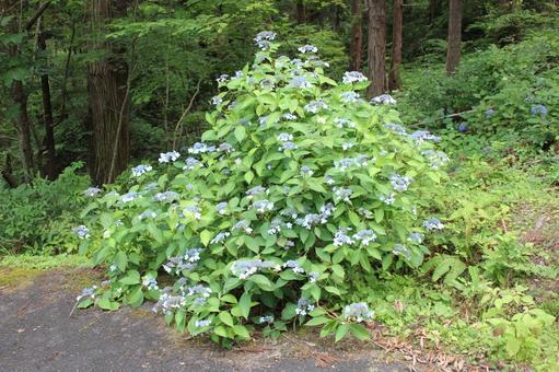 Hydrangea 123, JPG Hydrangea 123, JPG