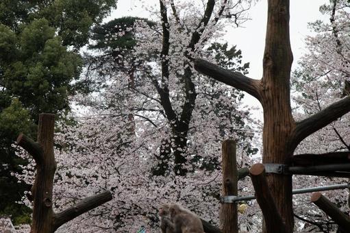 桜の木 桜の木の写真
