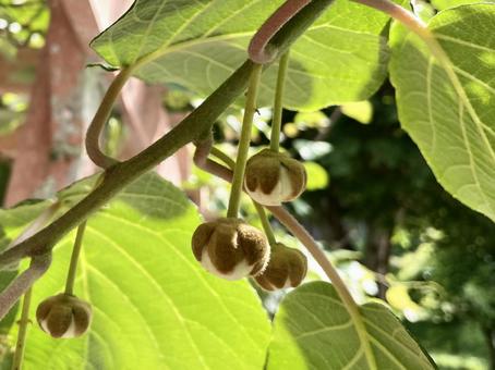 横から見たキウイの花のつぼみ 横から見たキウイの花のつぼみ キウイ,つぼみ,花の写真素材