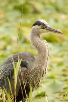 アオサギ アオサギ 生き物,動物,鳥類の写真素材