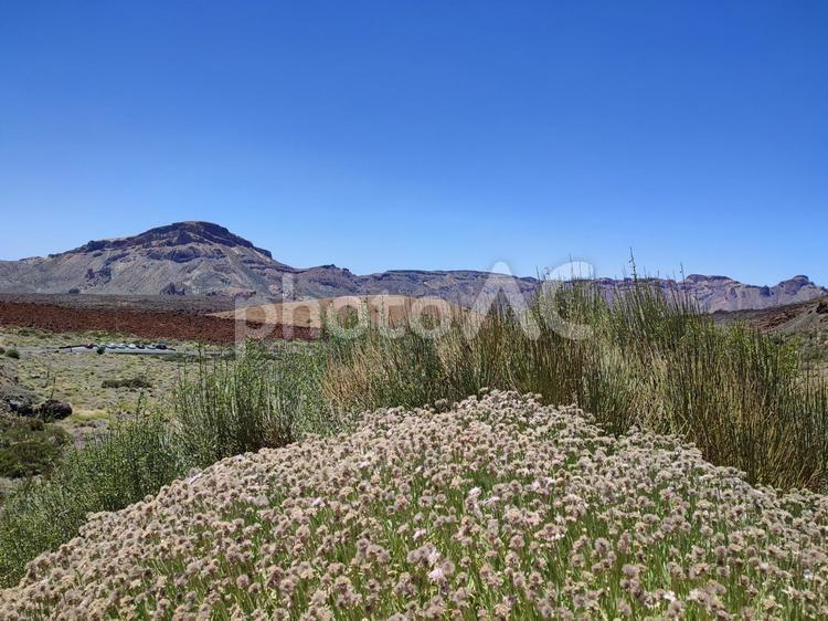 テイデ国立公園の景色 テイデ国立公園,テイデ山,テネリフェ島の写真素材