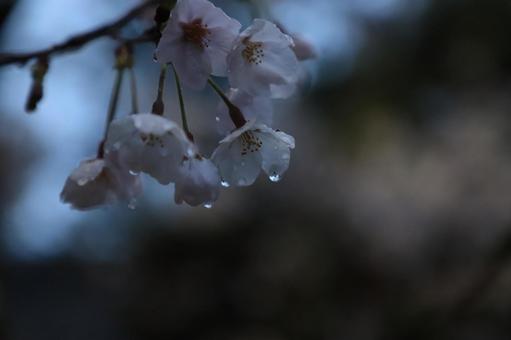 桜に雫 桜に雫の写真