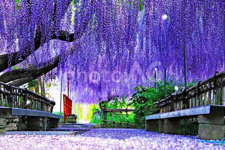 旅行や春のイメージ 春,藤,旅の写真素材