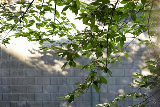 夏の日差しが眩しい木の枝 夏の日差しが眩しい木の枝の写真