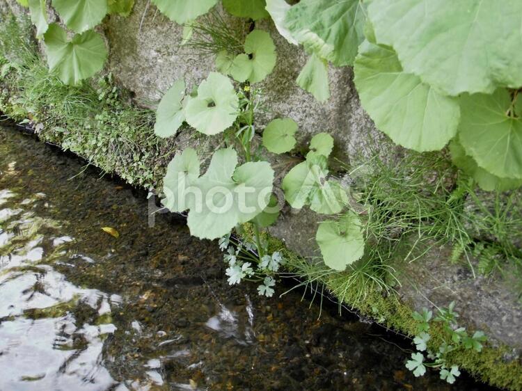 用水路の脇に生えた蕗 用水路,水,清水の写真素材