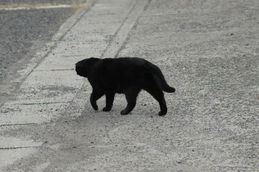 ねこ ねこの写真