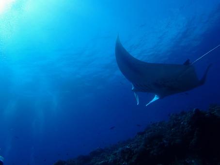 石垣島のマンタ マンタ,石垣島,ダイビングの写真素材
