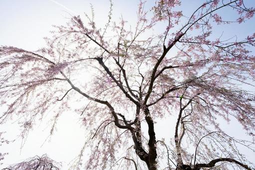 枝を広げる枝垂れ桜 枝を広げる枝垂れ桜 枝垂れ桜,桜,爛漫の写真素材