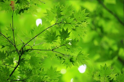 新緑のカエデ 新緑のカエデの写真