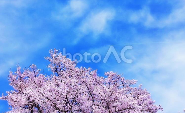 満開の桜の木と空雲 桜,春,花の写真素材
