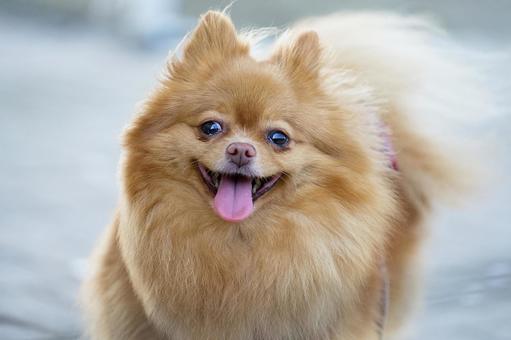 ふわふわワンコの顔（ポメラニアン） 犬,ポメラニアン,ポメの写真素材