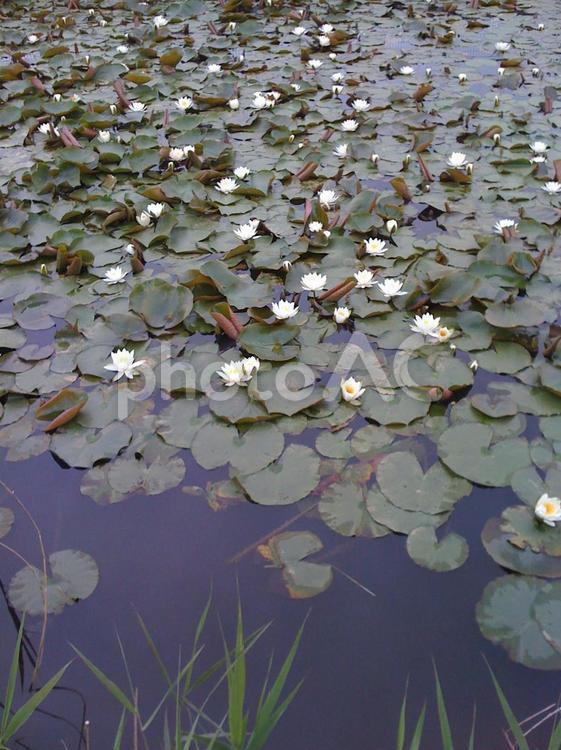 蓮の花が咲く池 蓮,花,池の写真素材