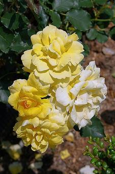 荒牧バラ園674　ゴールド・バニーの写真