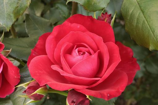 バラ園で咲いている赤い薔薇を撮った写真 バラ園で咲いている赤い薔薇を撮った写真 花,薔薇,自然の写真素材