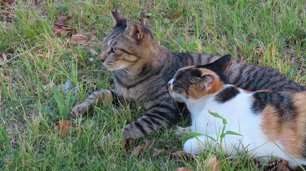 ラブラブでもふもふな三毛猫たちの夕涼み ラブラブでもふもふな三毛猫たちの夕涼み 三毛猫,猫,キジトラの写真素材
