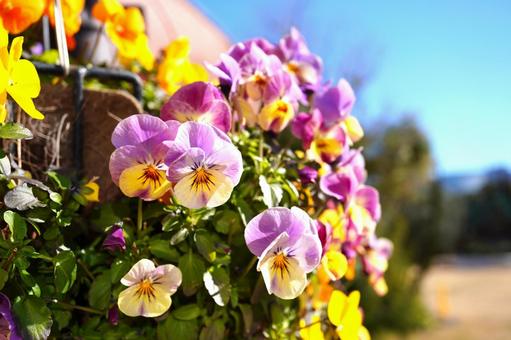 春の花 春の花の写真