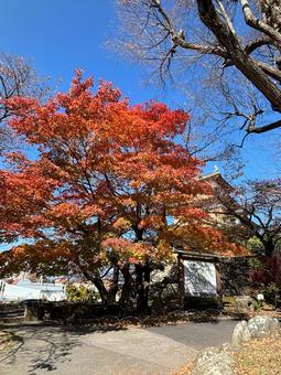 紅葉 秋,朱,晴れた空の写真素材