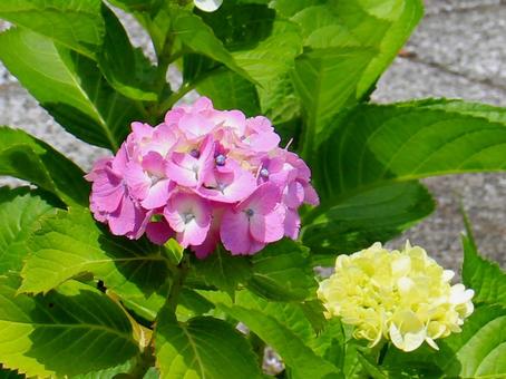 Japanese Flowers, JPG Japanese Flowers, JPG