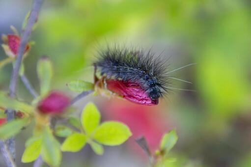 毛虫 毛虫 毛虫,ケムシ,緑の葉の写真素材