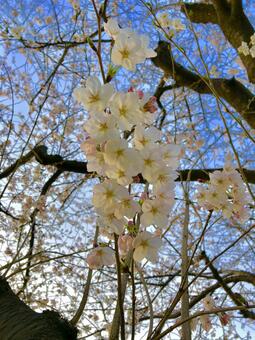 桜 桜の写真
