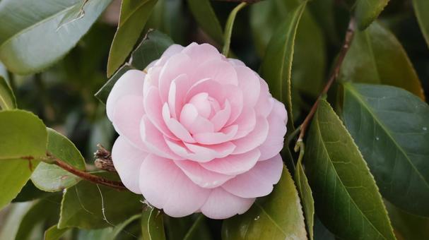 椿(ツバキ) 椿(ツバキ) 花,艶やか,冬の写真素材