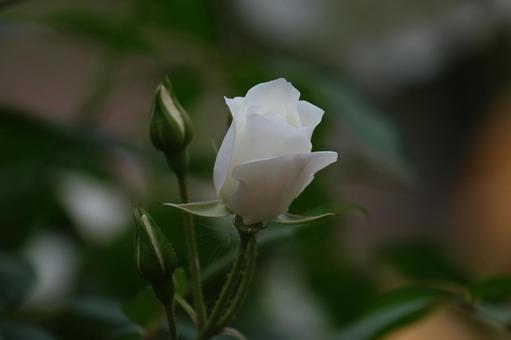薔薇 薔薇の写真