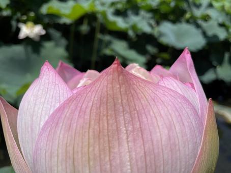 蓮の花 蓮の花の写真