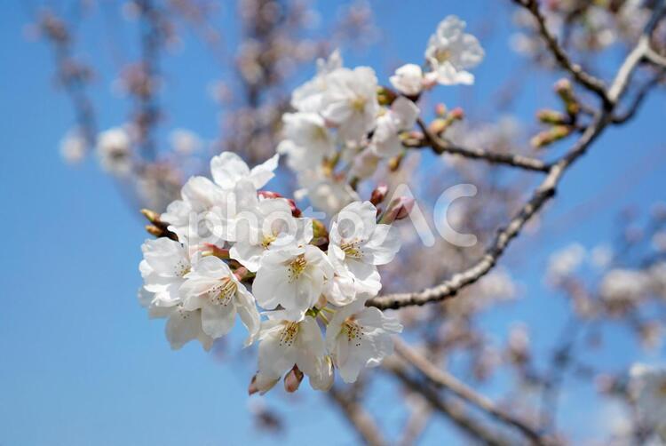 植物素材【桜】ソメイヨシノ 桜,植物,花の写真素材