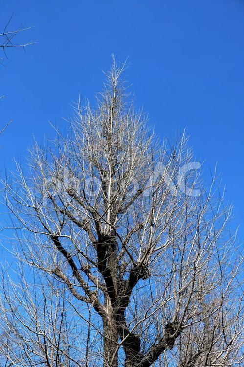 ３月の葉のない銀杏の光る木の枝と蒼空 涼し気,たくましい,清々しさの写真素材