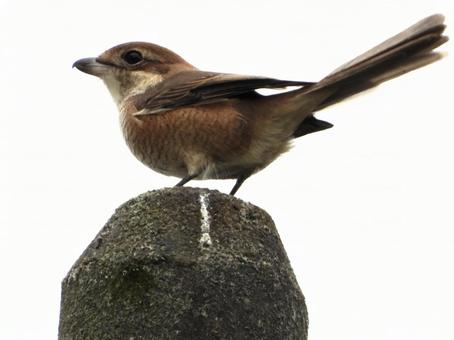 電柱の上に立つモズの写真
