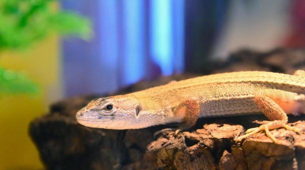 二ホンカナヘビ 二ホンカナヘビ,日本固有種,長い体長の写真素材